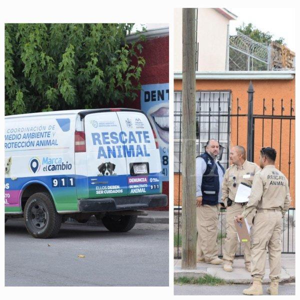 Multarán a dueño de pitbulls que atacaron en la colonia Alameda