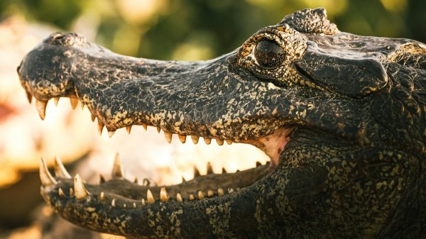 ‘Alcatraz Lagarto’, cárcel rodeada de caimanes y serpientes para migrantes detenidos