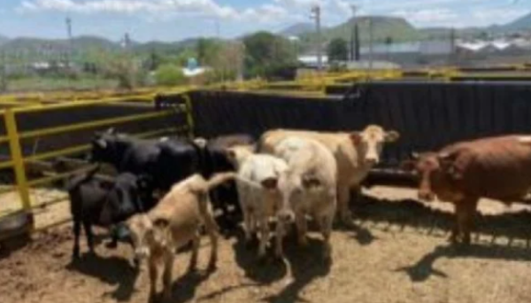 Chiapas reporta 15 casos de miasis por gusano barrenador en humanos