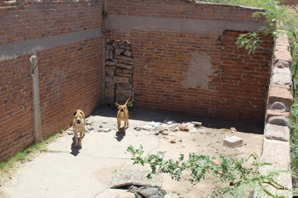 Rescata Municipio a dos caninos abandonados en la colonia Sierra Azul