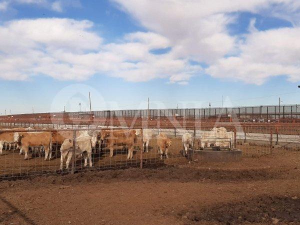 Presión de engordadores puede influir para reapertura de la frontera a la exportación de becerros: UGRCh