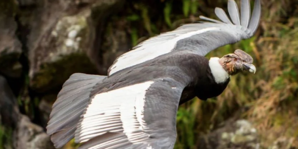 Advierten que en un siglo podrían extinguirse hasta 500 especies de aves, incluyendo al cóndor andino