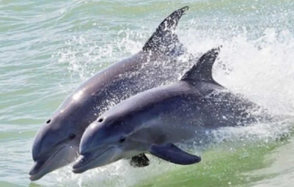 Senado aprueba reforma para prohibir uso de animales marinos en espectáculos