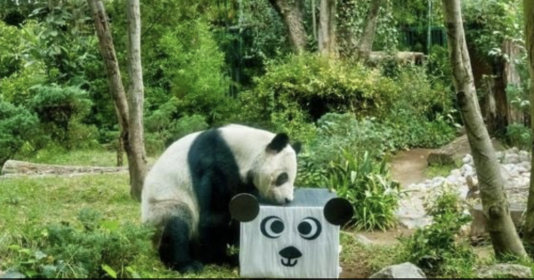 Cumpleaños 35 de Xin Xin, única panda gigante de Latinoamérica, se festejará en Chapultepec