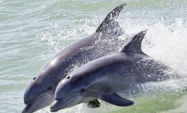 Diputados aprueban la reforma que prohíbe el uso de animales marinos en espectáculos