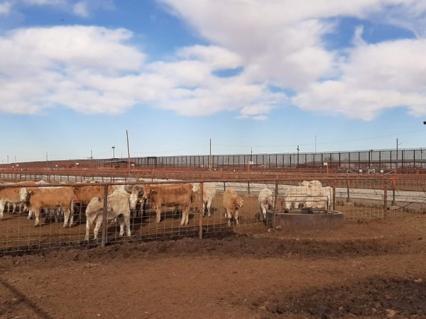A partir del 7 de julio EUA reabrirá su frontera al ganado de pie, como parte de la colaboración binacional contra el gusano barrenador del ganado