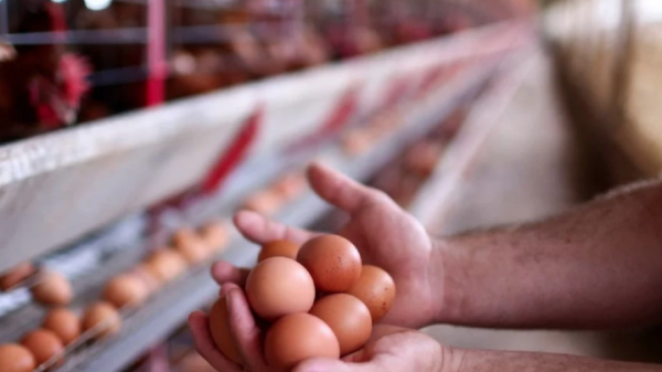EU busca importar huevos de Europa ante alza de precios y escasez por gripe aviar