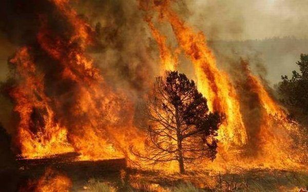 Registra Chihuahua 8 incendios forestales: Conafor