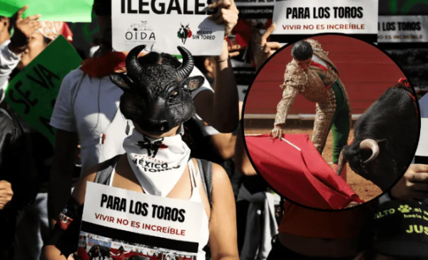 Corridas de toros sin violencia desencadenarán pérdidas millonarias: empresarios