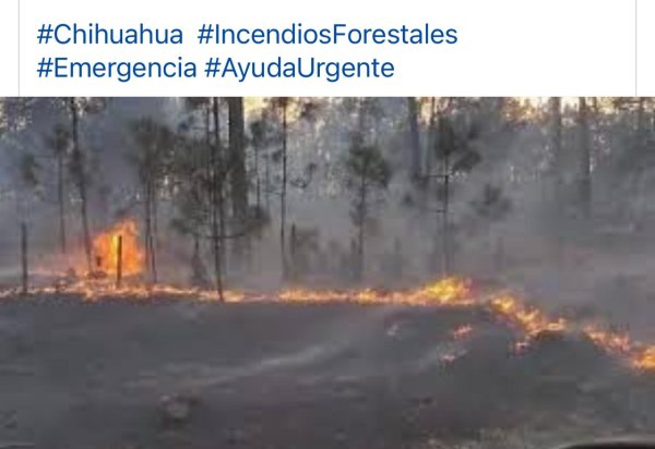¡Emergencia en Moris, Chihuahua! Incendios Arrasan la Región y la Ciudadanía Suplica Ayuda al Gobierno