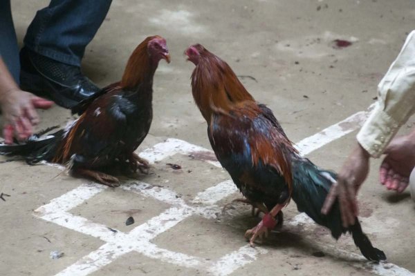 Primaria en Putla de Villa, Oaxaca, organizará pelea de gallos; organizaciones en defensa de los animales piden detener convocatoria