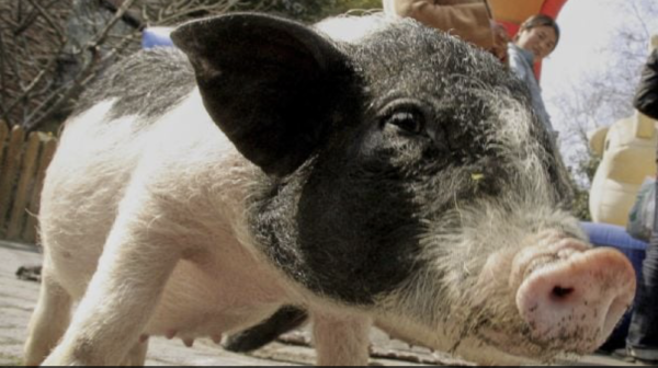 Investigadores chinos trasplantan con éxito un riñón de cerdo a un humano