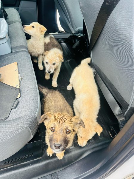 Rescatan a cuatro cachorritas abandonadas en Horcasitas y buscan familia para ellas
