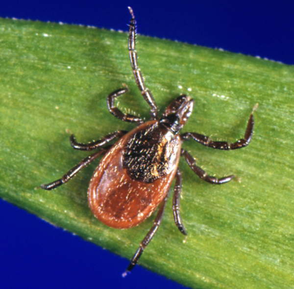 Las garrapatas pueden provocar alergia a la carne