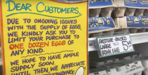 Alquiler de gallinas se populariza en EU por alza del precio de los huevos