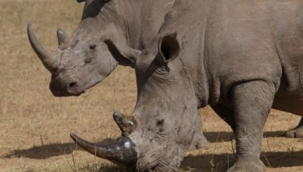 Los cazadores furtivos han matado más de 100 rinocerontes en Sudáfrica en los primeros meses de 2025