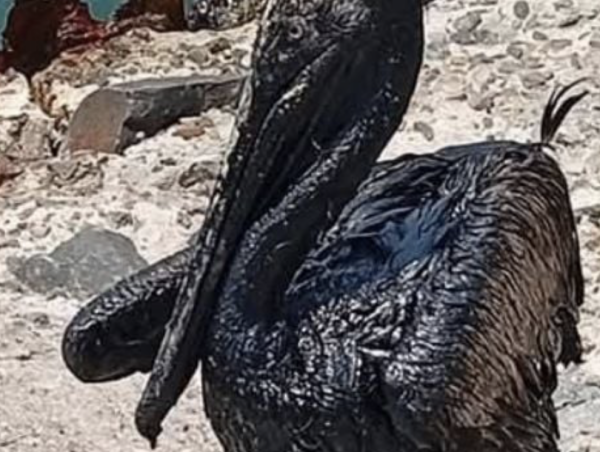 Costera de Paraíso, Tabasco amanece contaminada de chapopote; exigen a Pemex explicación (Videos)
