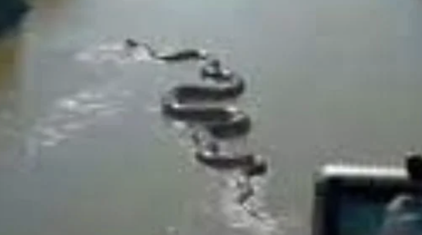 Graban a anaconda gigante en el Río Amazonas (Video)