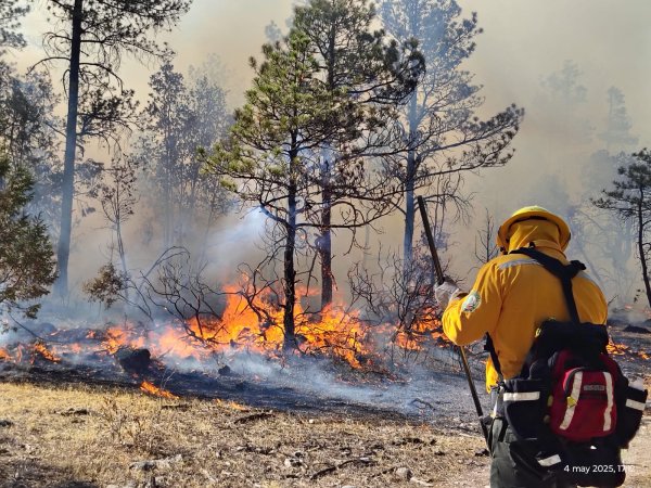 Continúan activos 11 incendios forestales en el estado: Conafor