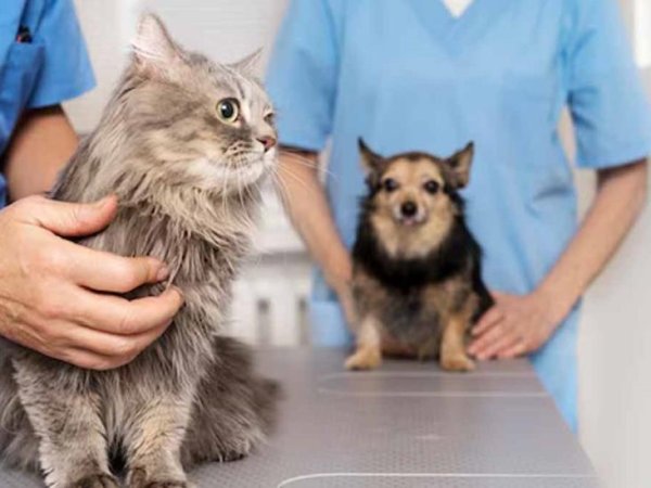 Proponen deducción de impuestos por servicios veterinarios