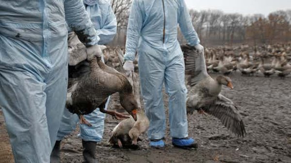 Éxodo en la agencia agrícola de EU deja menos expertos para combatir la gripe aviar