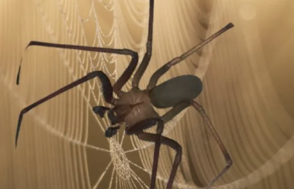 ¿Cuántas especies de araña violinista hay en México?