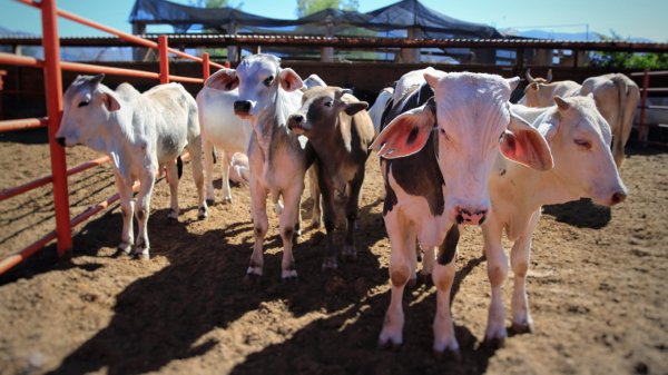 Prohibición de EU a importación de ganado podría generar caída en precios