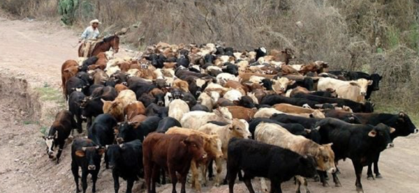 Ramírez Cuéllar pide a EU reconsiderar suspensión de exportación de ganado mexicano