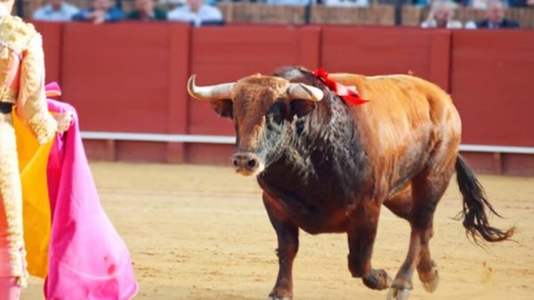 Jueces federales niegan suspensión de reforma que prohíbe corridas de toros en CDMX