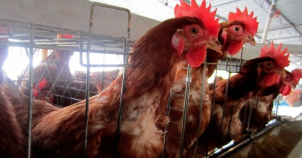 México suspende importación de productos avícolas brasileños por brote de gripe aviar