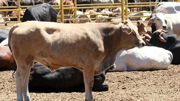 Ganaderos piden al gobierno de NL crear sinergias con autoridad federal para combatir al gusano barrenador