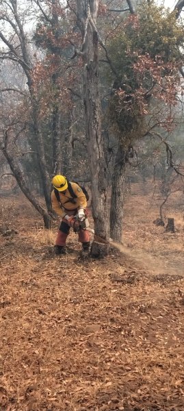 Situación de incendios forestales en Chihuahua