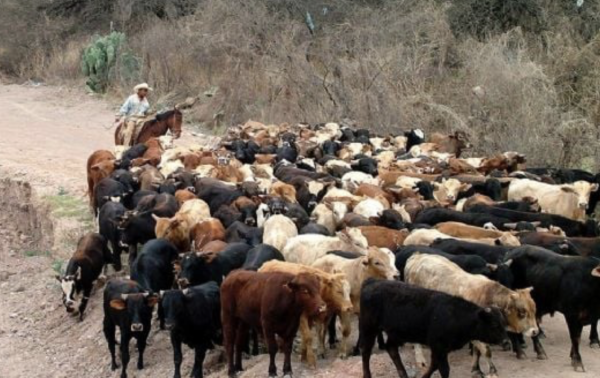 Gusano barrenador arrasa con exportaciones ganaderas de México; ventas a EU caen 60%: Comecarne