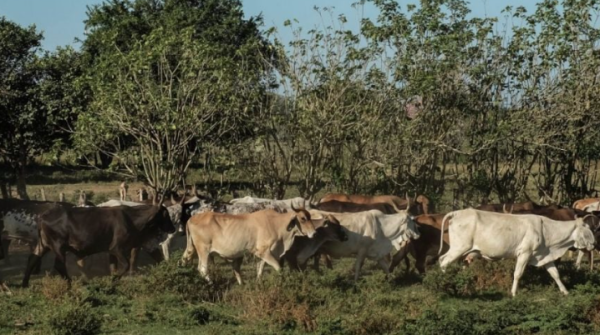 Ascienden a casi mil 500 los casos de gusano barrenador en el país; Tabasco y Chiapas son las entidades más afectadas