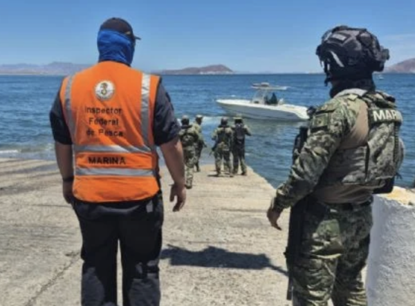Rescatan a ballena jorobada que estaba enmallada en redes de pesca en Baja California (Video)