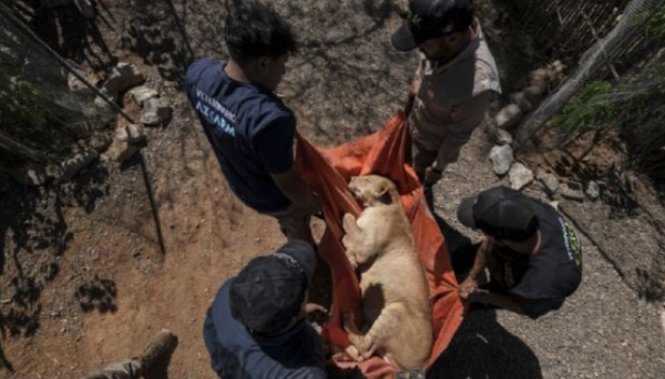 Tigres, jaguares o elefantes también huyen de la violencia de los cárteles
