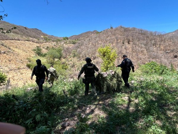 Localiza y destruye SSPE plantío de aparente marihuana en el municipio de Moris