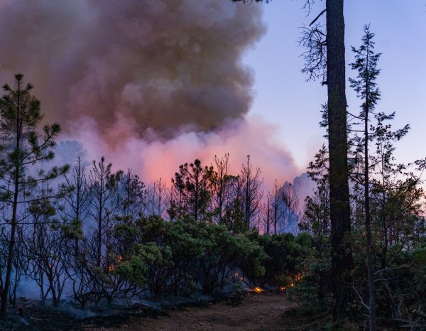 Reportan tres incendios forestales liquidados en las últimas 24 horas
