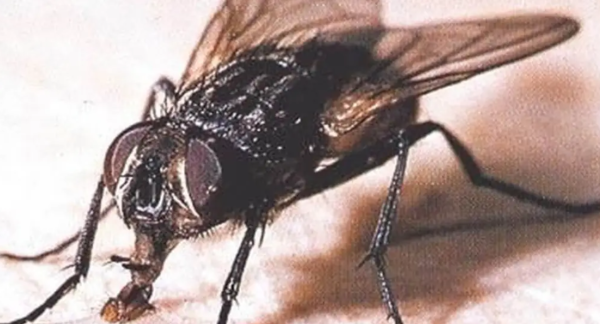 Una mosca que vale millones