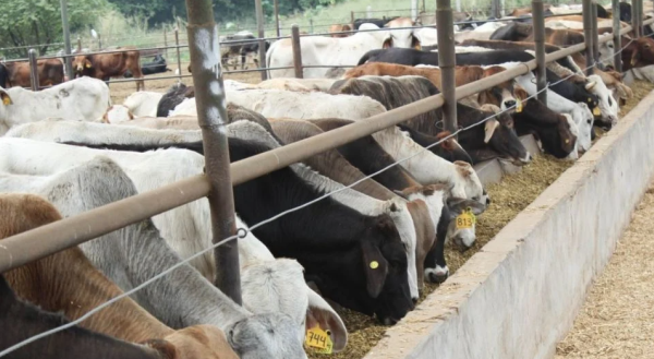 Agricultura de EU mantiene suspensión de importación al ganado mexicano por gusano barrenador