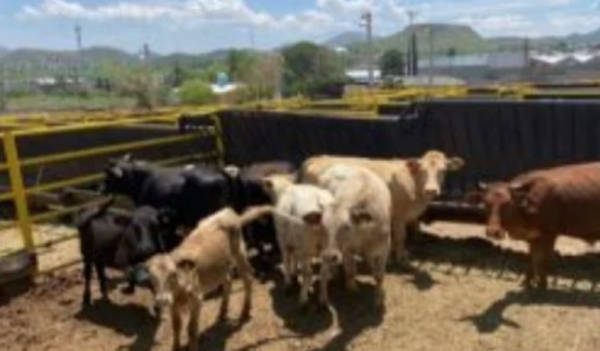 EU enviará misión a México para supervisar el combate al gusano barrenador