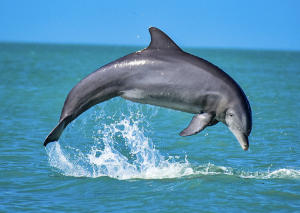 Silbidos que emiten delfines para identificarse entre sí también expresan mensajes ocultos