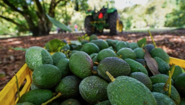 Productores de aguacate en California afirman que importaciones mexicanas han impulsado sus ventas