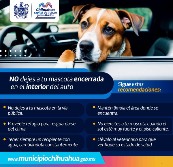 Emite Municipio recomendaciones para proteger a tus mascotas por altas temperaturas