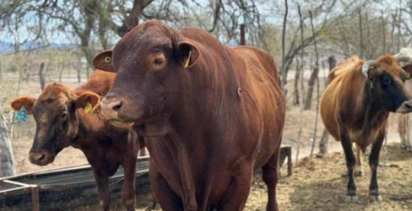Presupuesto público a la baja animó la expansión de gusano barrenador