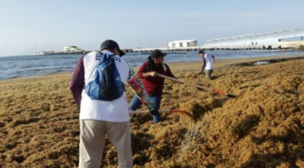 Se reactiva el arribo de sargazo a los destinos turísticos de Quintana Roo