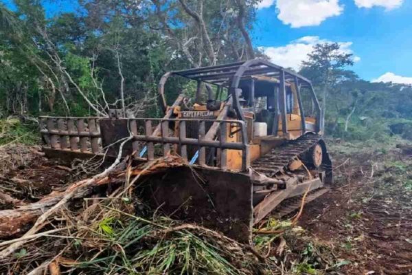 Empresas deforestan selvas de Yucatán sin permisos para siembra de limón, el nuevo “diamante verde”