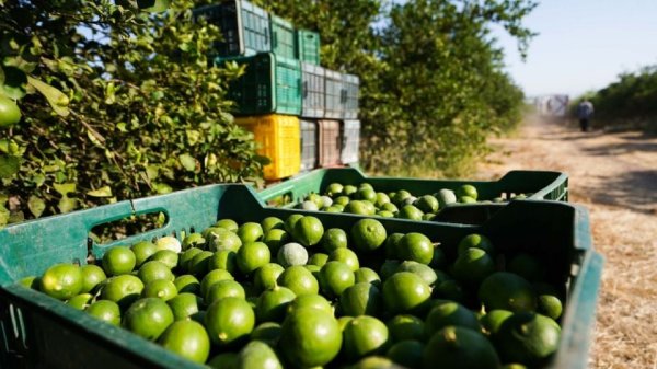 La ley del miedo gobierna Michoacán: El territorio que el narco estrangula con puño de hierro