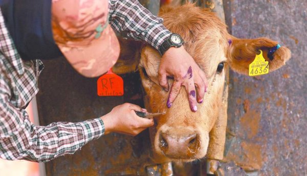 EU no está listo para reabrirse al ganado mexicano por el gusano barrenador: Brooke Rollins