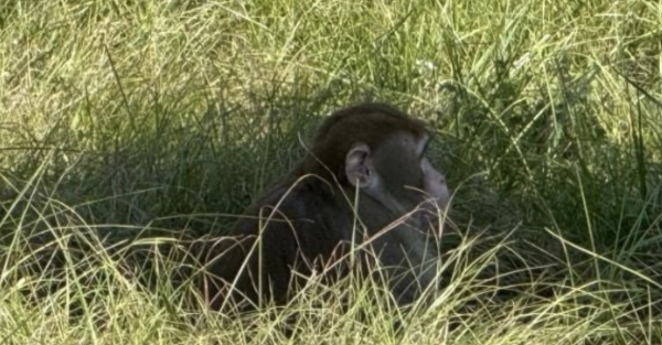 Tres monos de laboratorio infectados con COVID-19 escapan tras accidente en EU; uno sigue suelto